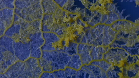 a quivering gelatinous slime mold grows across a vivid blue background