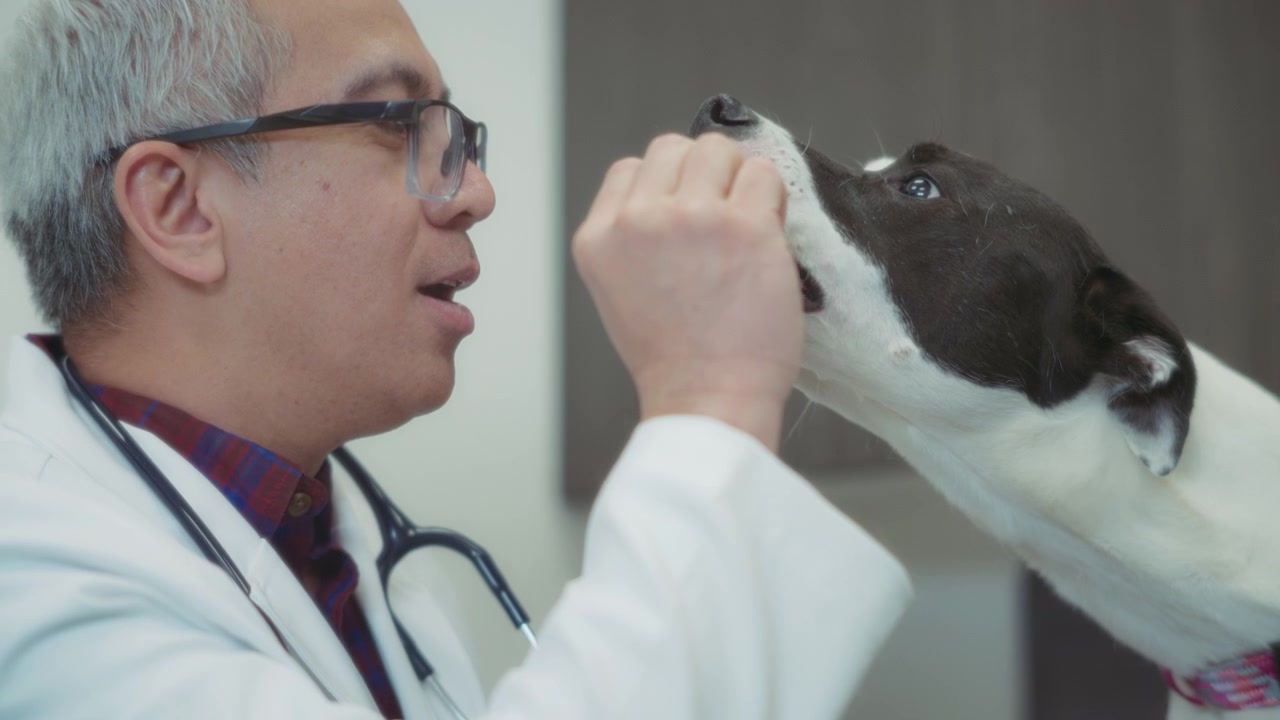 Een mannelijke dierenarts geeft hondensnoepjes