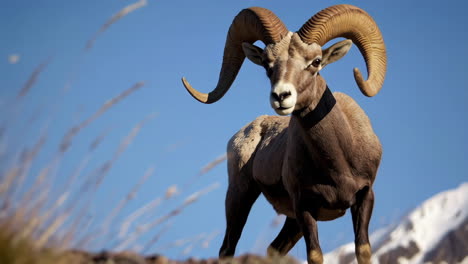 bighorn sheep in mountainous terrain