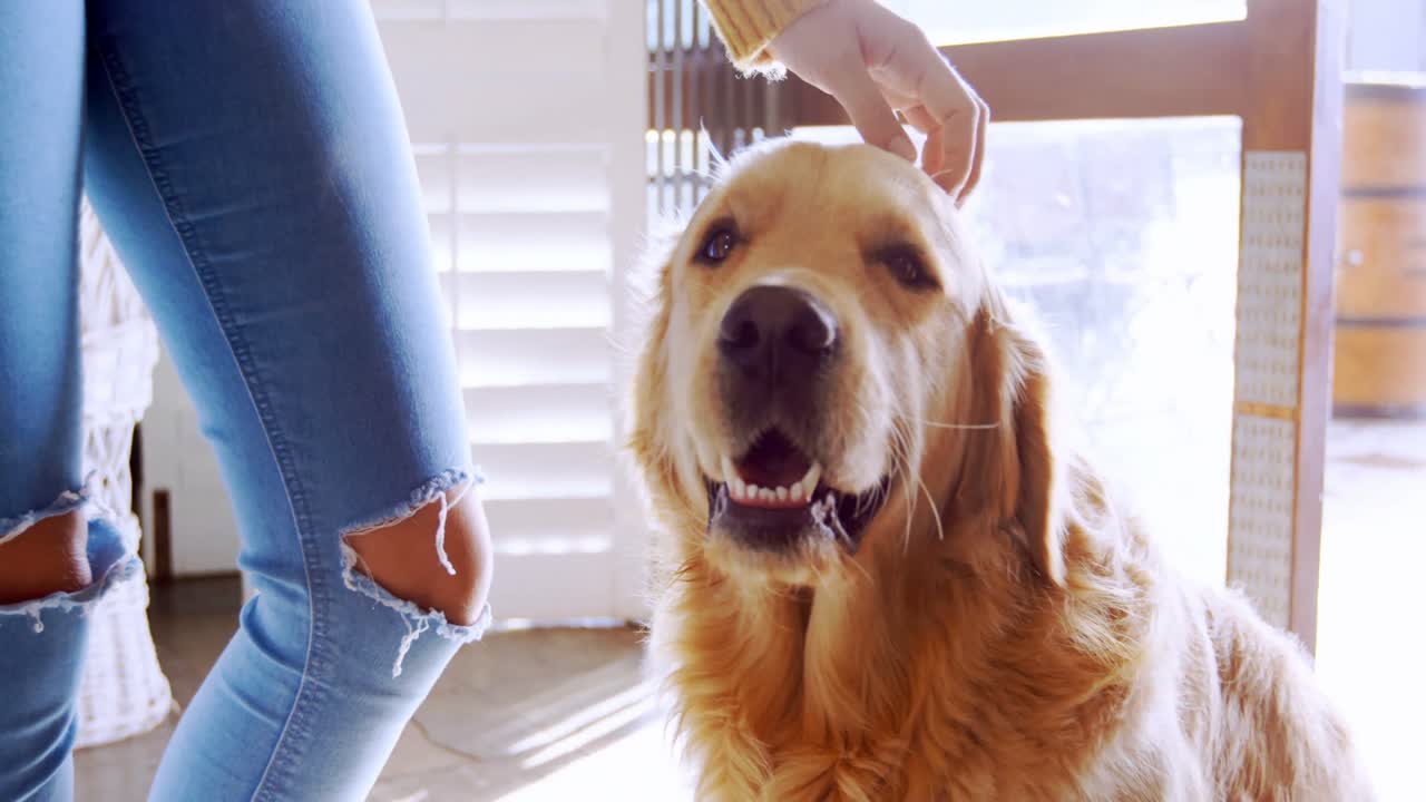 아름다운 여자가 개를  ⁇ 고 있다 4k