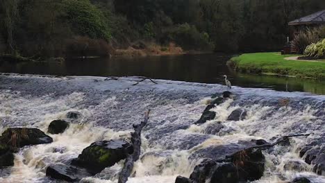 Der-Fluss-Maine-Bei-Galgorm-Cullybackey-County-Antrim-Mit-Einem-Graureiher,-Der-Geduldig-Auf-Ein-Fischessen-Wartet