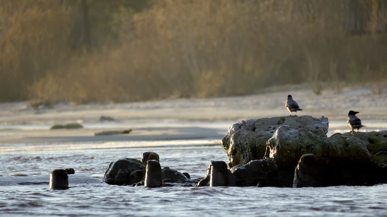 two small birds perched on a gray rock in a shallow body of water, with green plants growing in the background