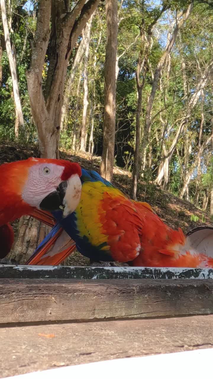 Vertical View, Scarlet Macaw or Guacamaya, National Birds of Honduras, Eating on Platform in Nature
