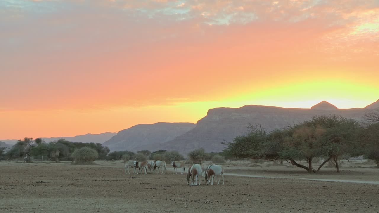 Herd of Scimitar Oryx in captive-breeding program in Israel. herd grazing at sunset.