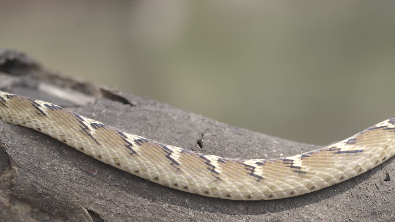 Un colubro gatto comune striscia su un tronco di legno, mettendo in mostra intricati motivi nella luce della tarda sera.
