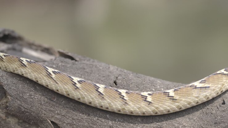 Common Cat Snake slithers on a wooden log, showcasing intricate patterns in late evening light