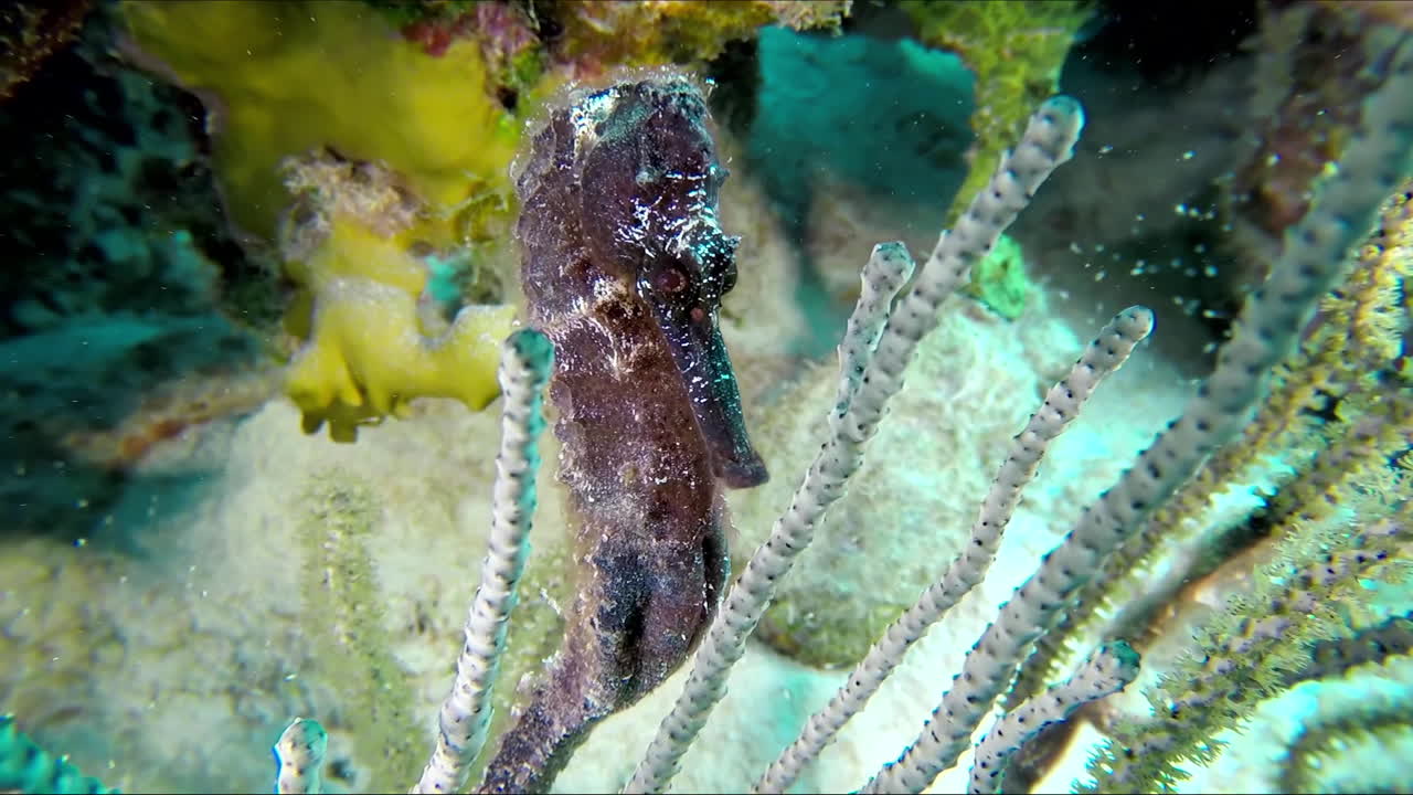 el caballito de mar negro o caballito de mar blanco - hippocampus whitei