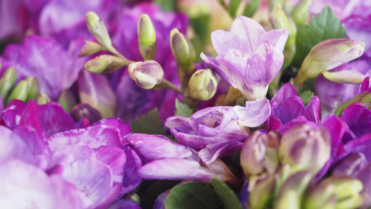 Close-up of Purple Freesia Flowers