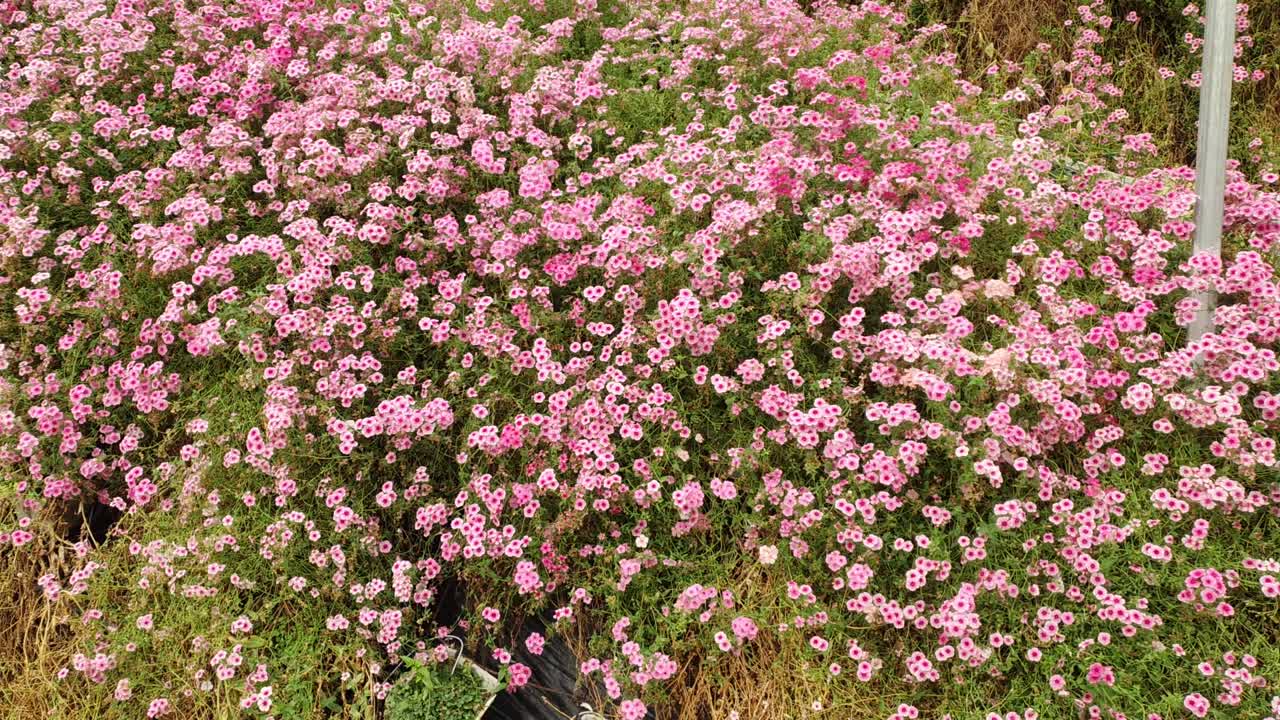 카메론 하이랜드 말레이시아의 아름다운 꽃과 풀