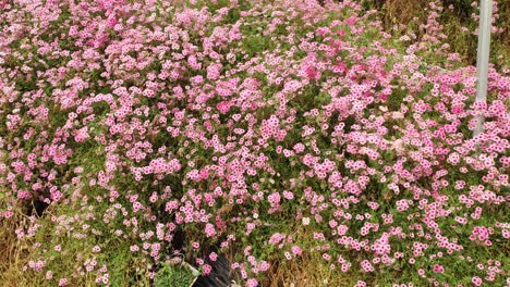 las hermosas flores y camas de hierba de cameron highlands, malasia.