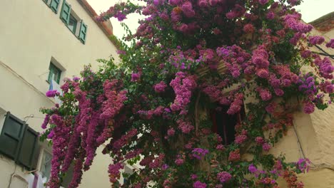 beautiful lilac flowers climbing on the house exterior