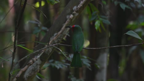 visto en la oscuridad del bosque posado en una rama pequeña y luego se va volando, abejaruco de barba roja nyctyornis amictus, parque nacional kaeng krachan, tailandia