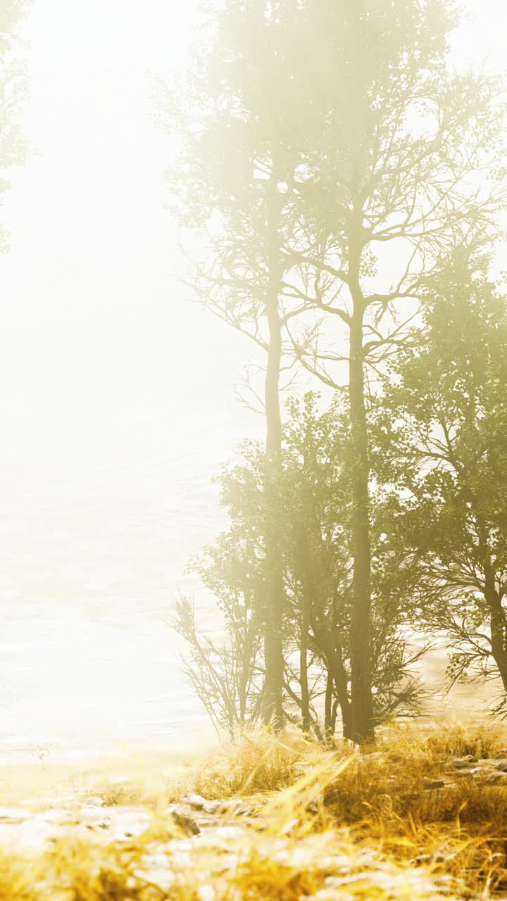 안개 숲의 장면