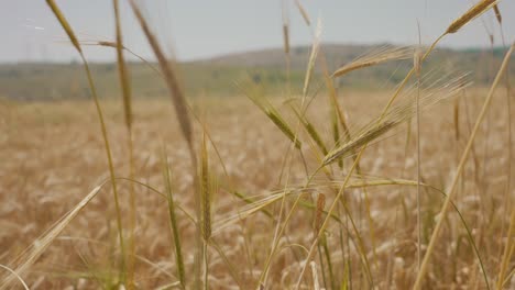 close up of wheat in grain field ready to harvest the agriculture farmland