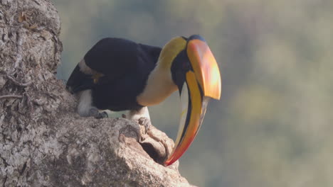 mannelijke grote pied hornbill voedt het vrouwtje en het kuiken in het nest met vijgen, regurgiteert van zijn oogst naar massieve snavel