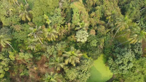 Bereichsansicht-Schuss-Von-Dschungel-Oder-Wald