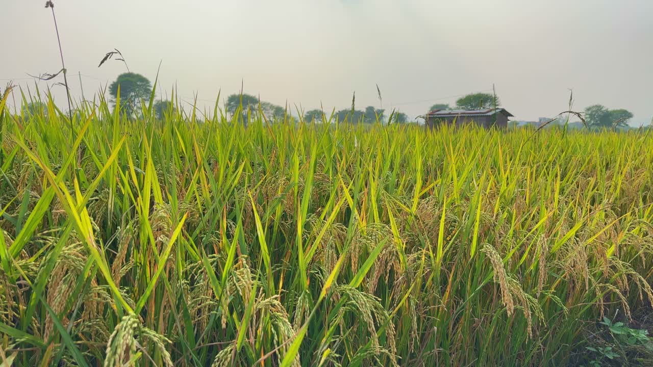 serene rice paddy field with mature rice plants, some turning golden, under a hazy sky. Trees and a small house visible in the background, creating a peaceful rural landscape