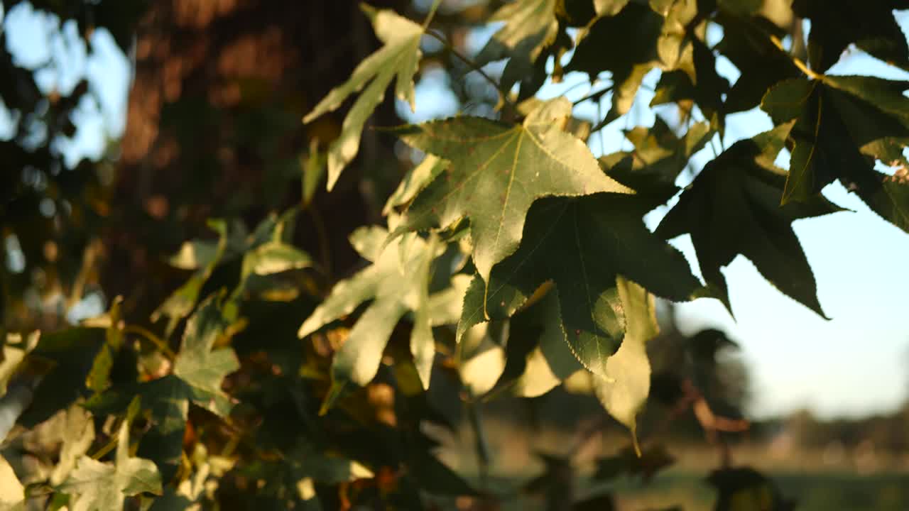 공원에서 일몰 촬영