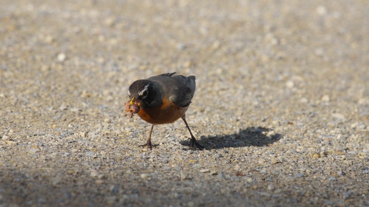 Tordo migratore americano che mangia insetti e vermi su un sentiero di ghiaia.