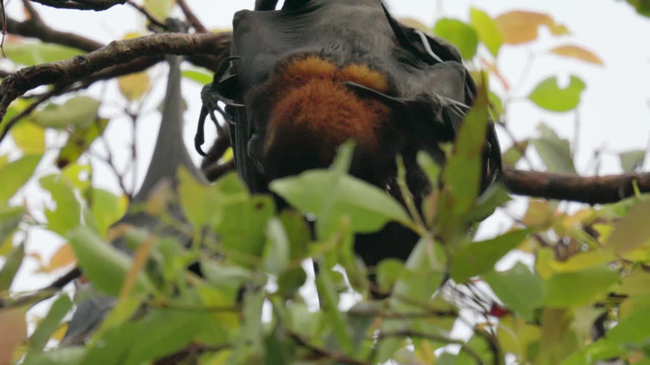 Due volpi volanti, o megachirotteri, che lottano nel loro posatoio su un albero durante il giorno; sono pipistrelli della frutta.