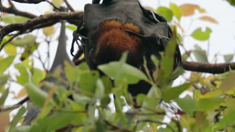 Two-fighting-megabats-called-flying-foxes-at-their-roost-in-a-tree-during-the-day-these-are-fruit-bats