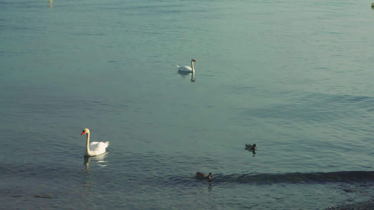 cisnes y patos en el lago