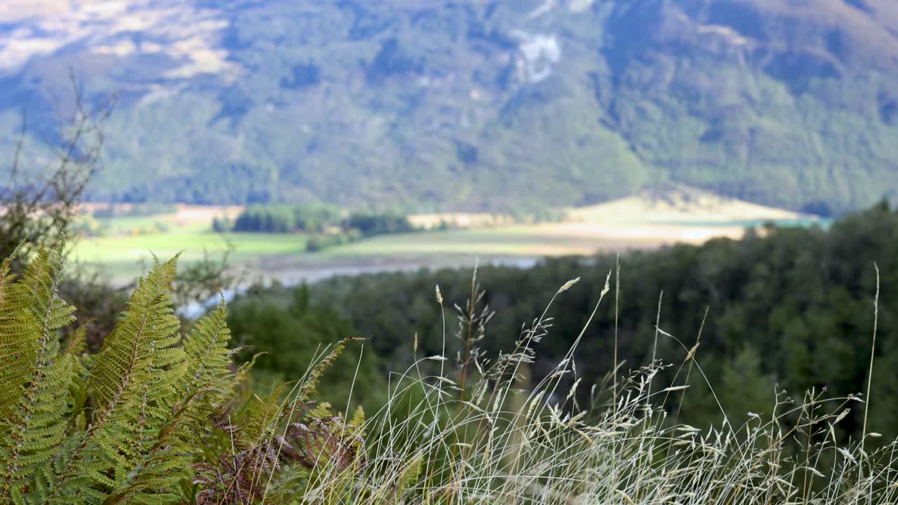 Static wide shot of ferns and grass with distant mountains, daylight, natural lighting, no movement