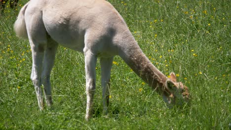 Close-up-wild-white-alpaca-grazing-on-green-meadow-during-sunny-day