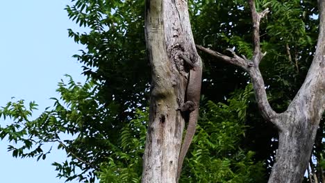 el lagarto monitor nublado se encuentra en tailandia y otros países de asia