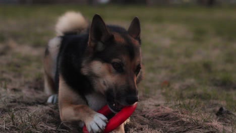 Perro-Masticar-Anillo-De-Juguete-De-Goma-Rojo-Redondo-Al-Aire-Libre