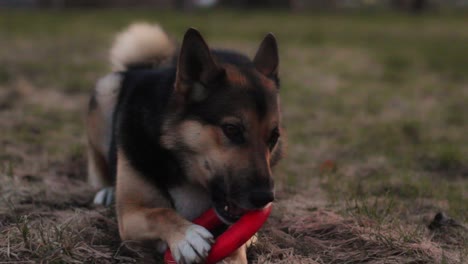 perro masticar anillo de juguete de goma rojo redondo al aire libre
