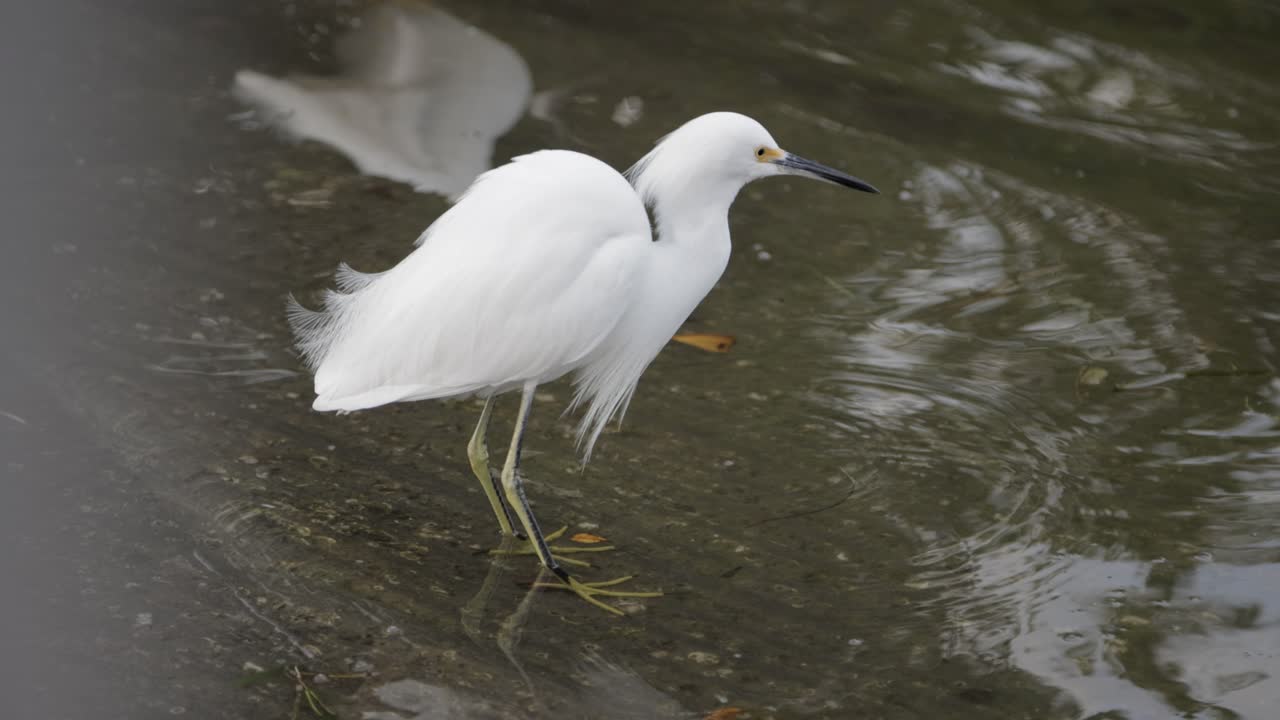 White egret wades through shallow murky water, ripples forming around its legs as it searches for prey
