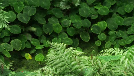 Calming-garden-greenery,-soaking-the-summer-sun