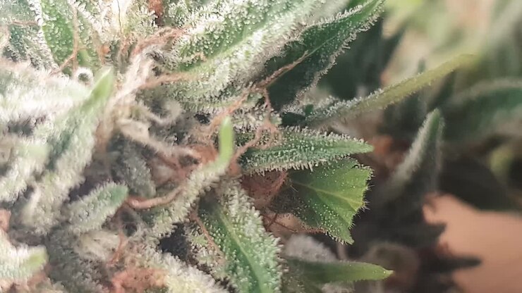 Pianta di cannabis medica sul tavolo