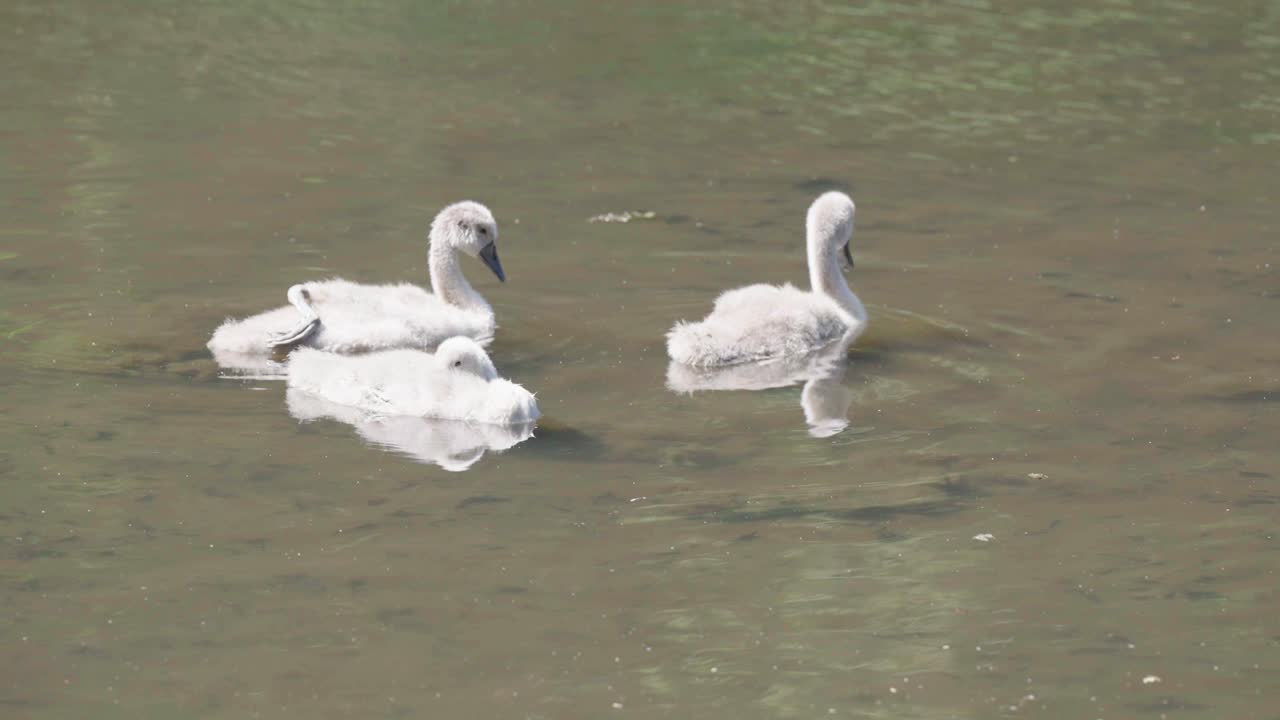 tres cisnes moviéndose en aguas poco profundas antes de remar lejos, bloqueados