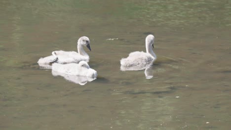 Three-Cygnets-moving-in-shallow-water-before-paddling-away,-locked-off