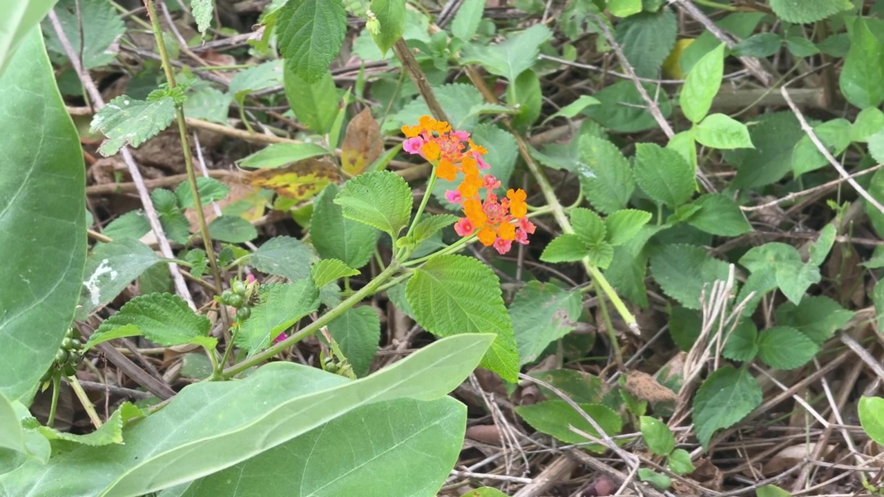 Små orange og lyserøde Lantana-blomster, der vokser i vildt løv