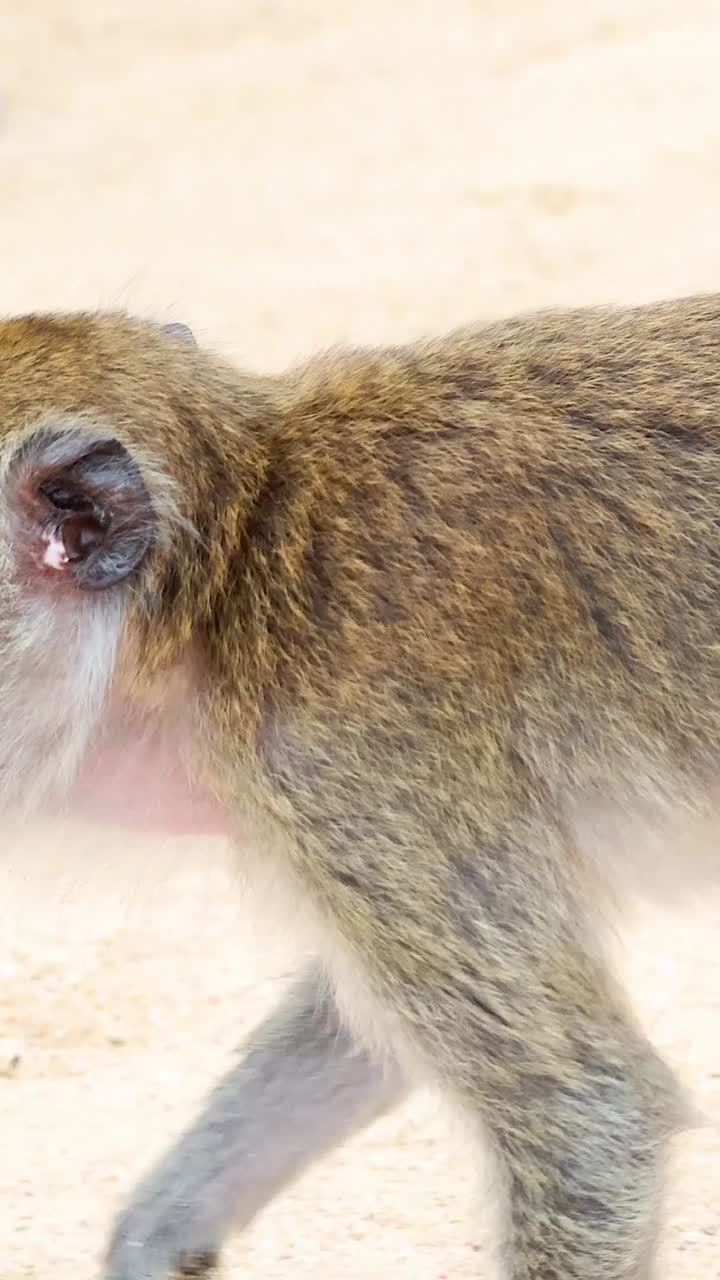 모래 해변 에서 산책 하는 원이