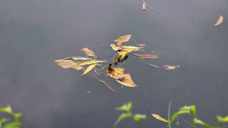 slow motion shot of a dragonfly flying low above the west lake in hangzhou