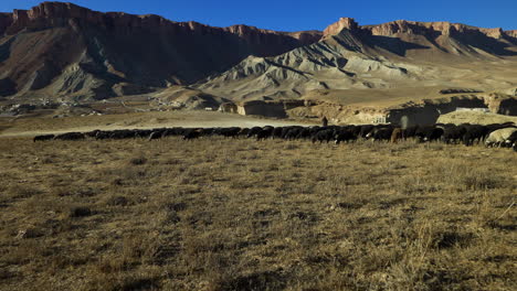 local shepherd with his sheep in band-e amir national park at daytime in afghanistan - drone shot