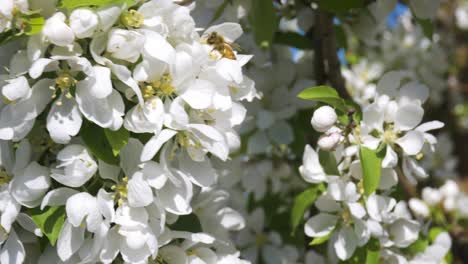 abeja volando alrededor de la rama de un árbol de hoja blanca ventosa