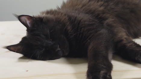 close-up sliding shot of sleeping black maine coon cat