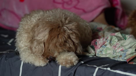 perro acostado en la cama
