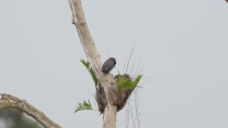 mother bird perched above the nest and carefully looks down to its nestlings, ashy woodswallow artamus fuscus, thailand