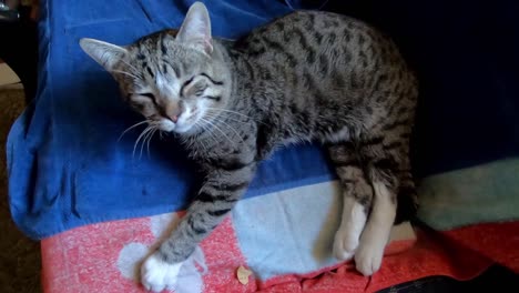 small tabby cat laying on the couch in a living room relaxing