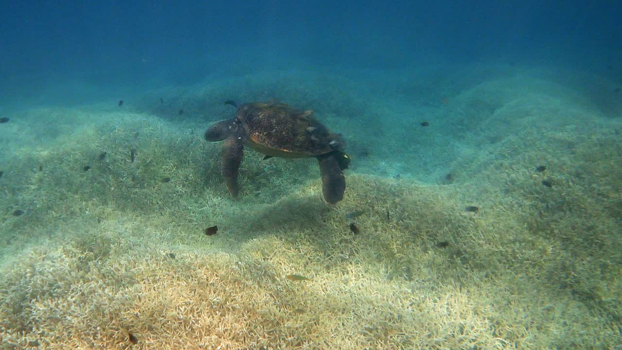 Green Sea Turtle Surrounded in Small Reef Fishes Near The Sea Bed In The Deep Blue Sea. - underwater shot