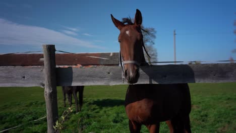 horse standing behind a old wooden fence in a horse farm. shot in 4k 24p