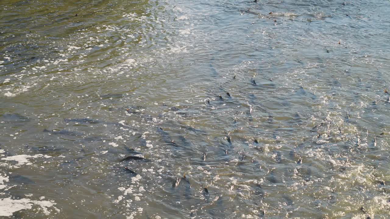 Salmon swimming upstream in shallow, clear water during a vibrant river migration