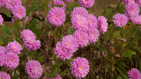 crisantemo rosa morifolium