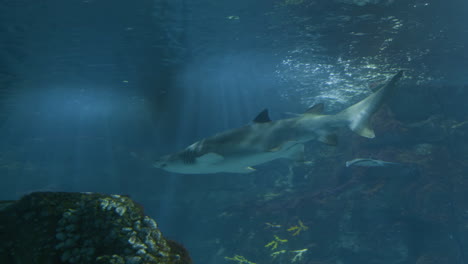 Tiburón-Nadando-En-Un-Gran-Acuario-De-Agua-De-Mar